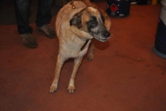 K640_XIII_PanAm_AW_Renntag_565